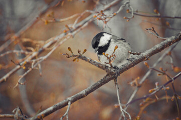 A bird tit of gray, black and white shades sits on a tree branch. Spring or autumn.