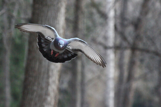 A flying pigeon over the park. Widely spaced dove bird wings