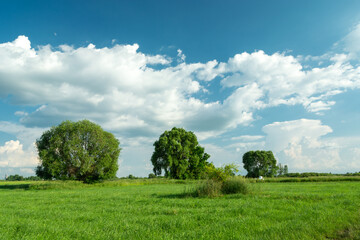 Green trees in the meadow and white clouds on the sky