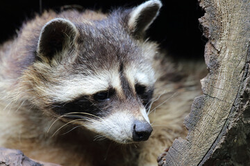 Waschbär / Raccoon / Procyon lotor