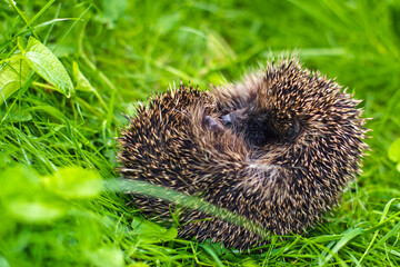 The hedgehog is cute curled up in a ball and sleeps on the grass in the park