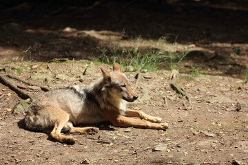 Wolf / Wolf / Canis lupus