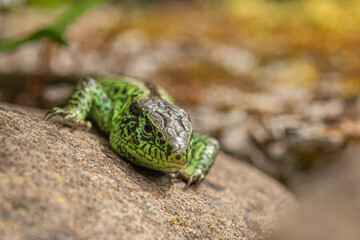 Green lizard on a stone