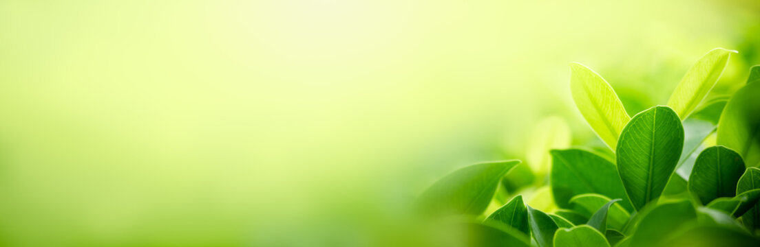 Nature of green leaf in garden at summer. Natural green leaves plants using as spring background cover page greenery environment ecology wallpaper
