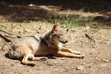 Wolf / Wolf / Canis lupus