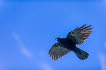 An Alpine chough ,Pyrrhocorax graculus or chova piquigualda, a black bird of the crow family flying in Spain mountains