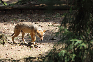 Wolf / Wolf / Canis lupus