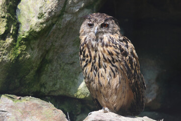 Uhu / Eurasian eagle-owl / Bubo bubo
