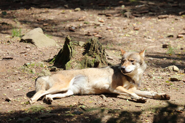 Wolf / Wolf / Canis lupus