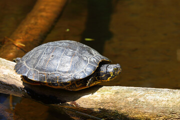 Europäische Sumpfschildkröte / European pond turtle / Emys orbicularis