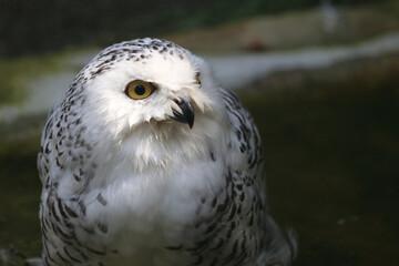 Schnee-Eule / Snowy owl / Bubo scandiacus