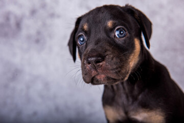 Louisiana Catahoula Leopard Dog puppy close up portrait