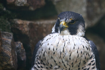 Wanderfalke / Peregrine falcon / Falco peregrinus