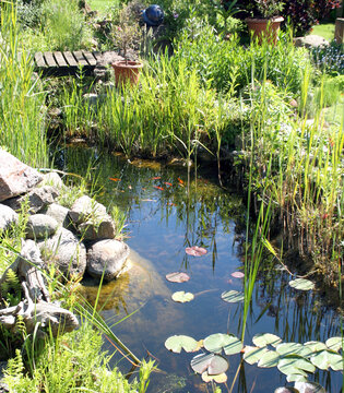 Gartenteich mit Goldfischen