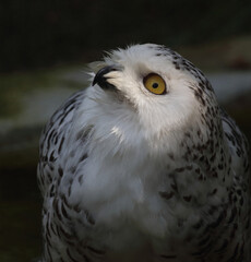 Schnee-Eule / Snowy owl / Bubo scandiacus