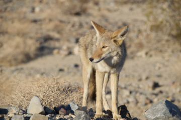 black backed jackal