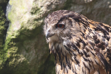 Uhu / Eurasian eagle-owl / Bubo bubo