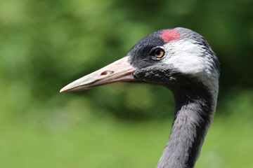 Grauer Kranich / Common crane / Grus grus