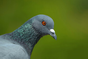 Indian Pigeon OR Rock Dove - The rock dove, rock pigeon, or common pigeon is a member of the bird family Columbidae.