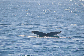 dolphin jumping out of water