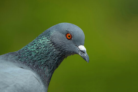 Indian Pigeon OR Rock Dove - The rock dove, rock pigeon, or common pigeon is a member of the bird family Columbidae.