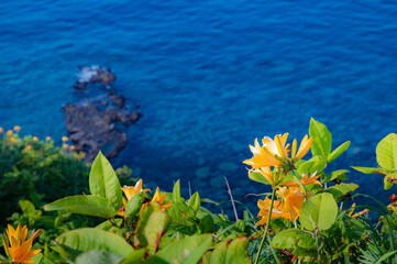 Fototapeta na wymiar 夏の神威岬の積丹ブルー