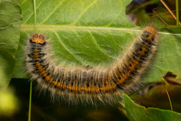 Euthrix potatoria caterpillar on a wild sorrel leaf. Place for text. Top view.
