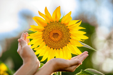 Children's hands near the yellow sunflower, the concept of environmental protection