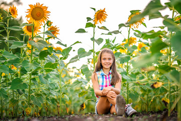 A little girl child is sitting on the ground in a field of sunflowers