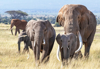 Super tusker elephant with family group in Amboseli National Park, Kenya