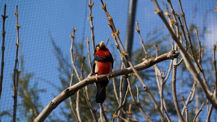 Bearded Barbet
