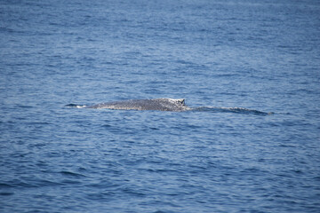humpback tail