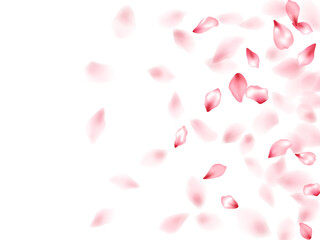 Pink sakura flower flying petals isolated on white vector background.