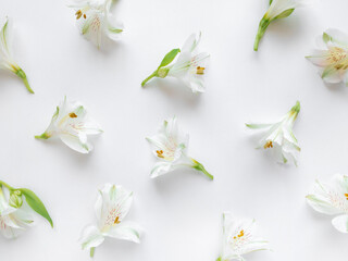 Fresh white flowers on a white background.