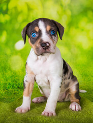 Louisiana Catahoula Leopard Dog puppy close up portrait