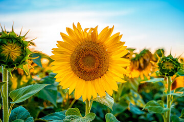 Beautiful landscape on a field of sunflowers, a bright yellow flower