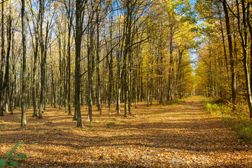 A path in a beautiful autumn forest on a sunny day