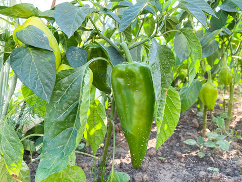 Fresh green bell pepper in a garden bed. fruit and green leaves of fresh and ripe sugar beet. Farm food. Ecological, tasty, real