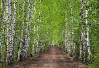 Birch tree alley by Baloži peat museum railway on spring evening in Latvia