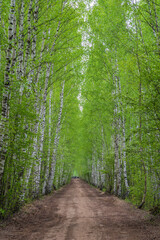 Birch tree alley by Baloži peat museum railway on spring evening in Latvia. People with quad bikes on the road talking