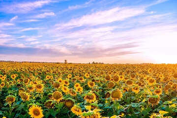 Obraz premium A field of sunflowers at sunset, the end of the summer season and the harvest