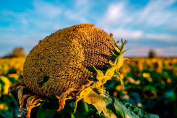 Sunflower with seeds, the harvest season
