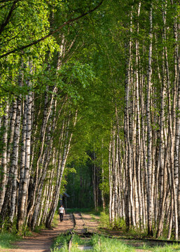 Old railway and birch tree alley by Baloži peat museum railway on spring evening in Latvia. Unrecognizable man walking