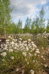 Peat bog with the cotton-grass and small birch trees on it in previous peat fields in Baloži, Latvia on spring evening. 