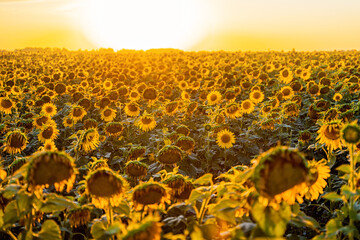 Fototapeta premium A field of sunflowers at sunset, the end of the summer season and the harvest