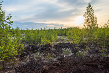Peat bog with the cotton-grass and small birch trees on it in previous peat fields in Baloži, Latvia on spring evening