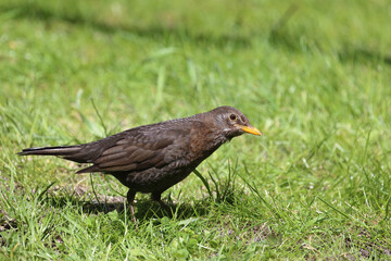Amsel oder Schwarzdrossel / Blackbird / Turdus merula
