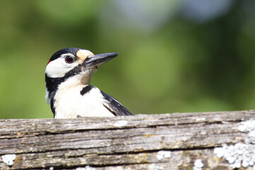 Buntspecht / Great spotted woodpecker / Dendrocopos major