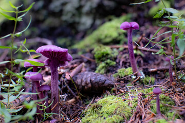 Amethyst deceiver (Laccaria amethystina) - Purple violet mushrooms