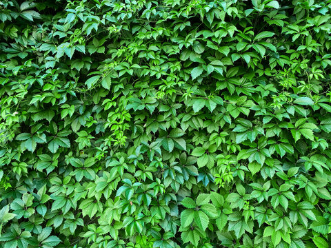 Green wall of leaves of living. Exterior in ivy or grapevine. Covers all concrete